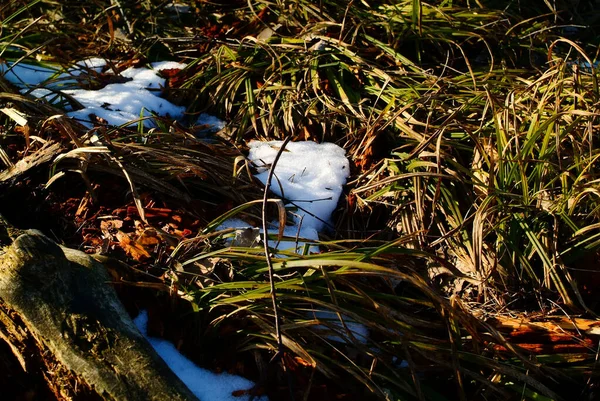 Overblijfselen Van Sneeuw Schaduw Van Lentebomen Rusland — Stockfoto