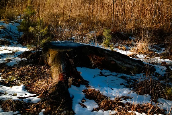 Vestiges Neige Ombre Des Arbres Printemps Russie — Photo