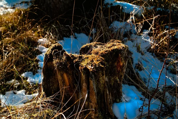 Schneereste Schatten Der Frühlingsbäume Russland — Stockfoto
