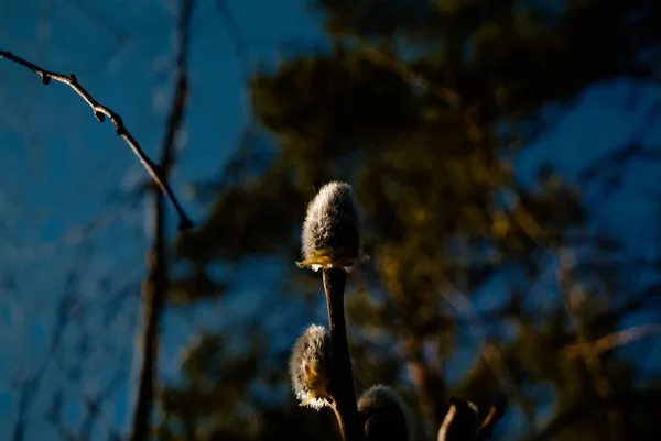 Пухнасті Бруньки Весняному Дереві Росія — стокове фото