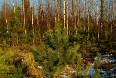 Genç Noel ağacı ilkbaharın başlarında, açık bir günde, Rusya