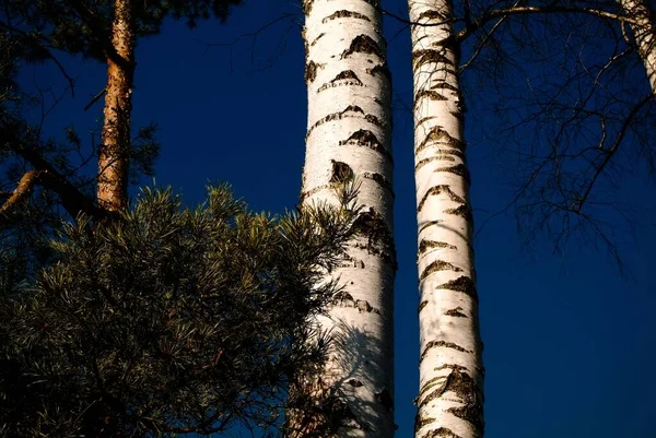 Bříza Vánoční Strom Proti Modré Obloze Jaře Rusko — Stock fotografie