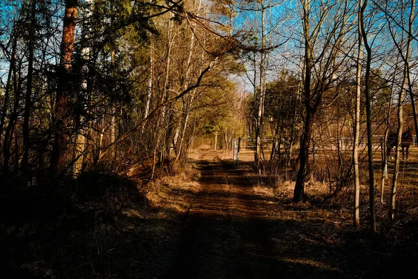 Vuile Weg Door Bomen Het Voorjaar Rusland — Stockfoto