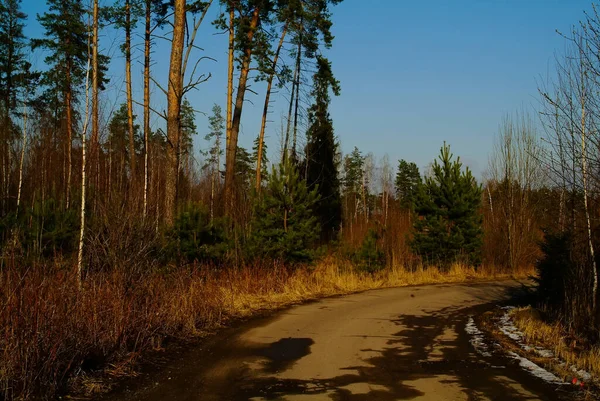 Chemin Terre Travers Les Arbres Printemps Russie — Photo