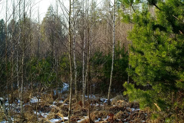 Restos Neve Sombra Árvores Primavera Rússia — Fotografia de Stock