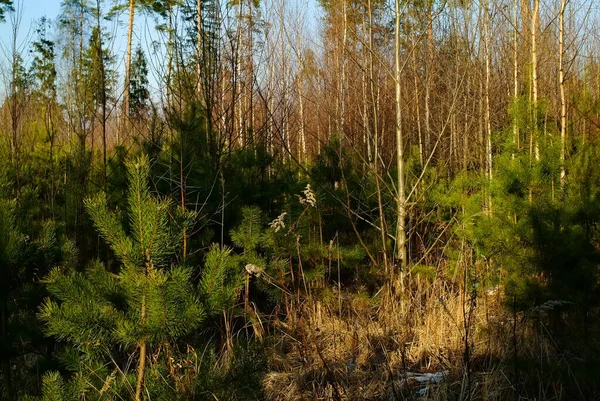 Young Christmas Tree Early Spring Clear Day Russia — Stock Photo, Image