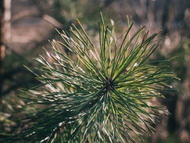 Genç Noel ağacı ilkbaharın başlarında, açık bir günde, Rusya