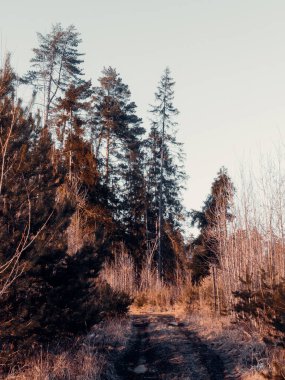 Rusya 'da baharda ağaçların arasından geçen toprak yol