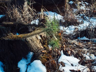 Genç Noel ağacı ilkbaharın başlarında, açık bir günde, Rusya