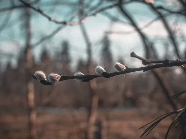 Pluizige Knoppen Een Lenteboom Rusland — Stockfoto