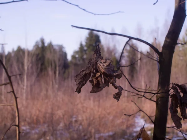 Feuilles Sèches Sur Une Branche Chêne Printemps Russie — Photo