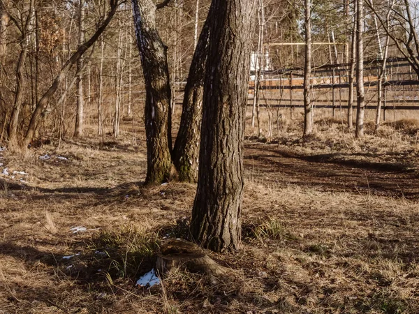 Remnants Snow Shade Spring Trees Russia — Stock Photo, Image