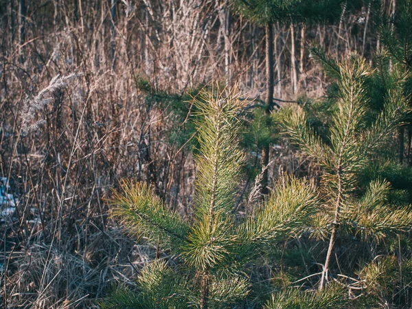 Joven Árbol Navidad Principios Primavera Día Claro Rusia —  Fotos de Stock