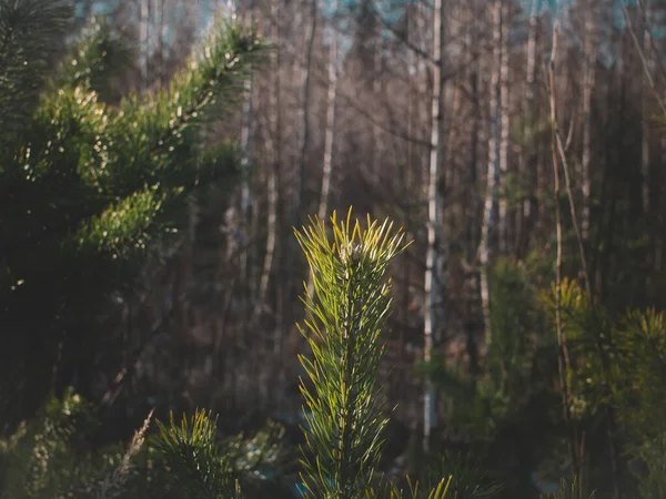 Young Christmas Tree Early Spring Clear Day Russia — Stock Photo, Image