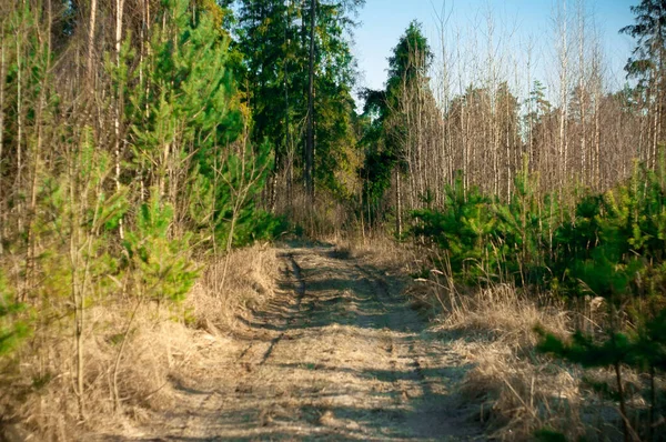 Dirt Road Trees Spring Russia — Stock Photo, Image
