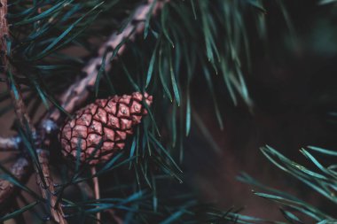 yeşil iğne yapraklı dal çam