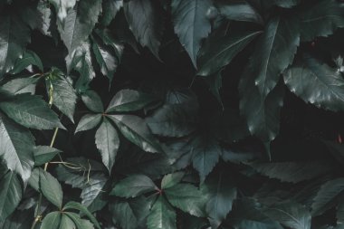 Duvardaki yeşil fodağı