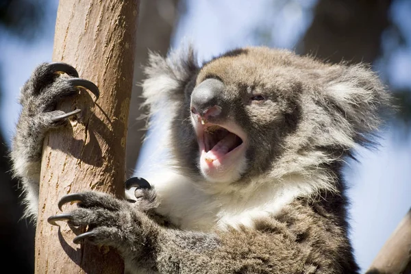A Koala Bear Yawning