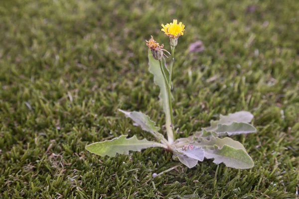 A dandelion weed growing in the lawn.
