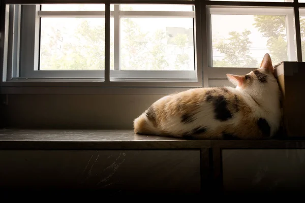 Gato Solitario Acostado Ventana Con Una Pose Triste —  Fotos de Stock