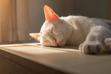 The evening sun is shining on cat which was sleeping peacefully on the table. This picture has space for putting description.