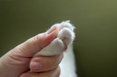 The human hand is catching the cat's paw before trimming the cat's nail.