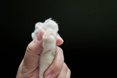 The human hand is catching the cat's paw before trimming the cat's nail, with dark background.