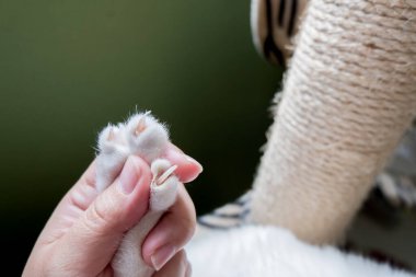 The human hand is catching the cat's paw before trimming the cat's nail, Cat tree as background.