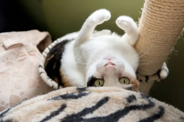 Cat Lying Hole Cat Tree She Looked Looked Lovely — Stock fotografie