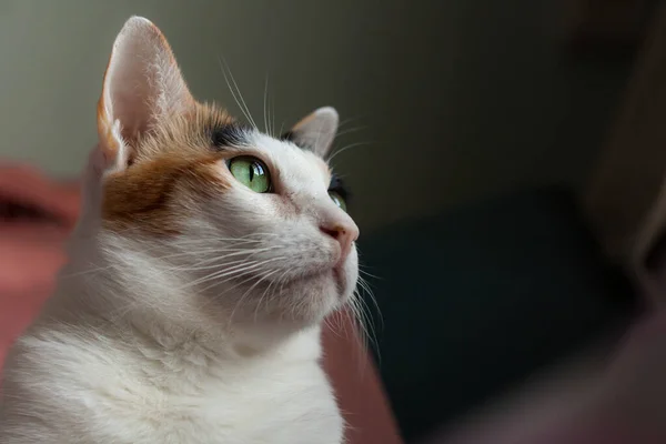 Gato Calico Estava Olhar Para Algo Fora Esta Imagem Tem — Fotografia de Stock