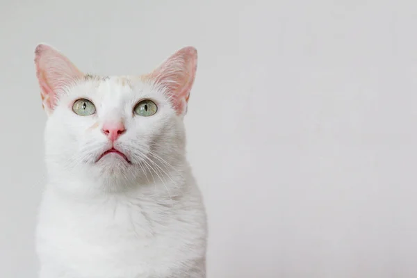 Gato Blanco Miró Algo Arriba Esta Imagen Tiene Espacio Para —  Fotos de Stock