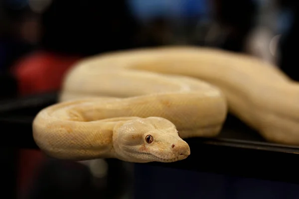 803 Albino Boa Constrictor Images, Stock Photos, 3D objects