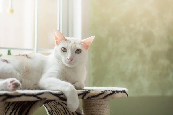 Gato Mullido Blanco Acostado Árbol Del Gato Que Está Mirando Imagen de stock