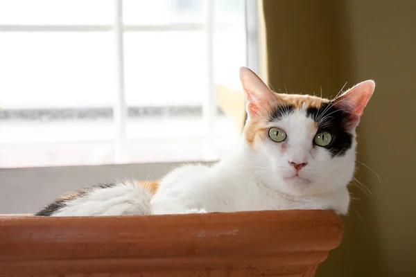 Gato Calico Acuesta Baño Arcilla Mirando Fijamente Cámara Cara Única Fotos de stock libres de derechos