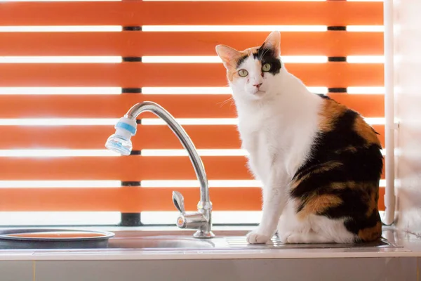 Gato Calico Sorprendió Después Que Madre Preguntó Qué Estás Haciendo Fotos de stock