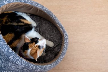 Yastığın üzerinde bir yavru kedi yatıyor..