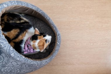 Yastığın üzerinde bir yavru kedi yatıyor..