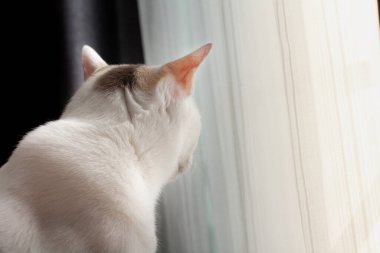 The cat is looking out outside the door.