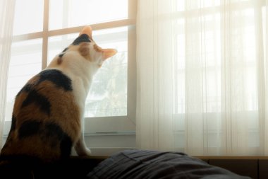 Photos rear view of a cat staring out the window. Her's staring to look askance.