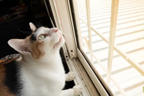 Gato Mirando Algo Fuera Ventana Intensamente —  Fotos de Stock
