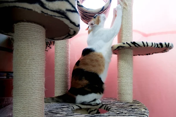 Cats are scratching of their own nails with cat tree.
