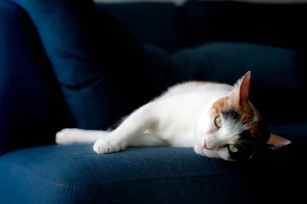Los Gatos Yacen Sofá Azul Están Mirando Cámara —  Fotos de Stock