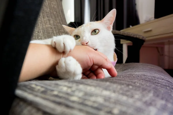 Gato Está Brincando Com Humanos Mordendo — Fotografia de Stock