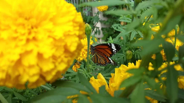 Marigold flower & butterfly in garden