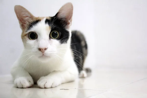 Calico Cat Cat Raise Eyebrows Eyeball — Stock Photo, Image