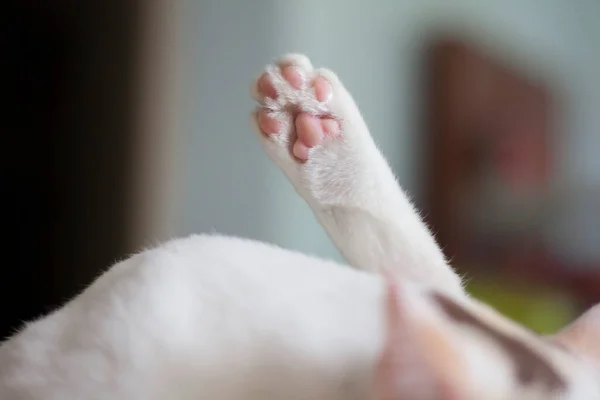 Primer Plano Las Patas Gato Mientras Que Gato Blanco Limpió —  Fotos de Stock
