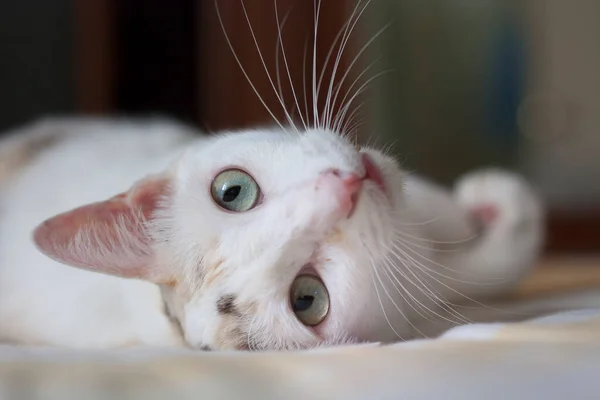Cat Staring Camera — 스톡 사진