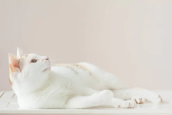 Gato Está Buscando Fuente Del Sonido —  Fotos de Stock