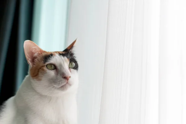 Imagen Del Gato Está Mirando Algo —  Fotos de Stock