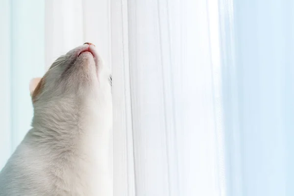 Parte Delantera Del Gato Mientras Que Gato Está Mirando Hacia —  Fotos de Stock